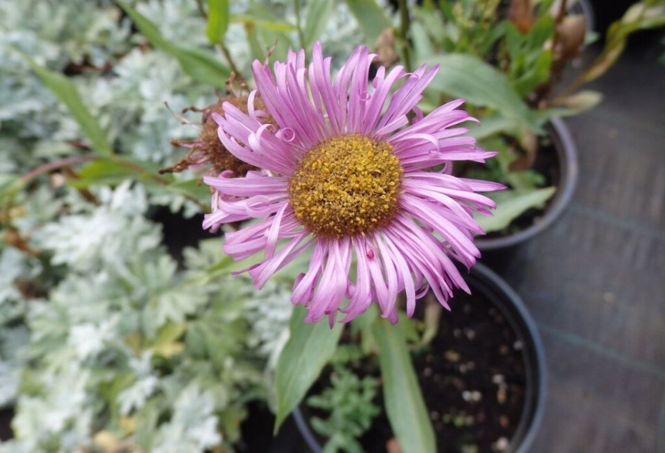 ��������: ������������ �������� ��� ������ ����