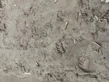 Вышли из берлог: в Тункинском нацпарке Бурятии проснулись голодные медведи