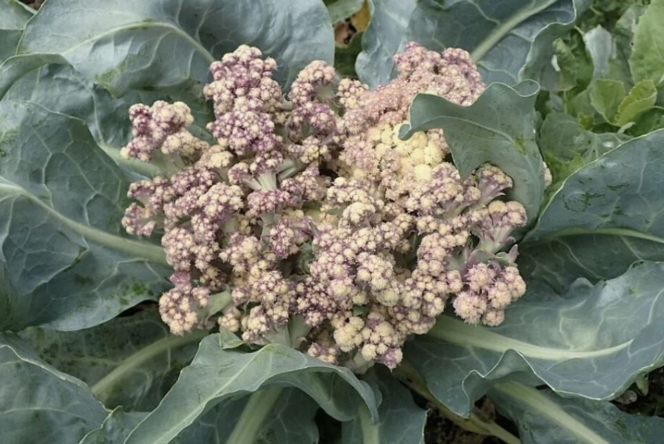 ������� �������: �������� ������� �������� � ��� �������� �����