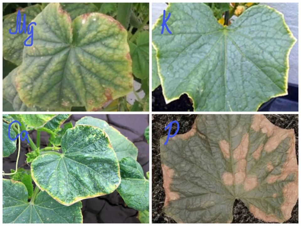 ��� ������������� �������� ������� �������: ������� � ������� ��������� �������