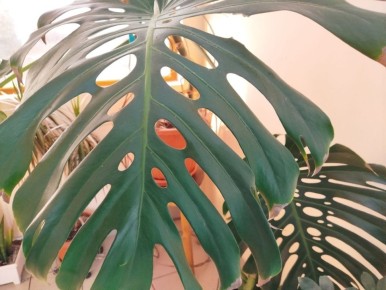 Комнатные растения на кухне