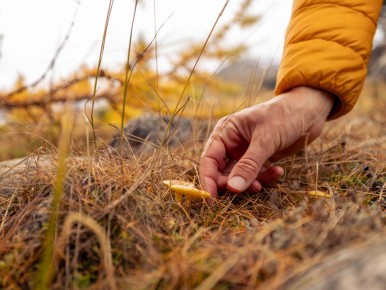 Теплый декабрь и обилие лисичек: где искать зимние грибы
