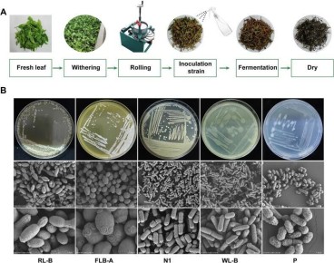 ��� �������������� ������ ������ ������� ���: ����������� �������� ������