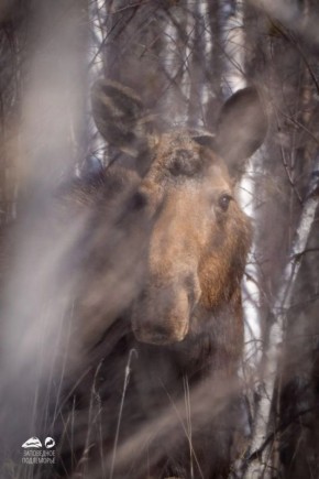 �������������� ������ ������������ �� ���������� � ������������� ��������