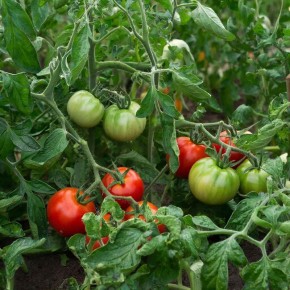 ������, ������� �������� ������� ��� � ����