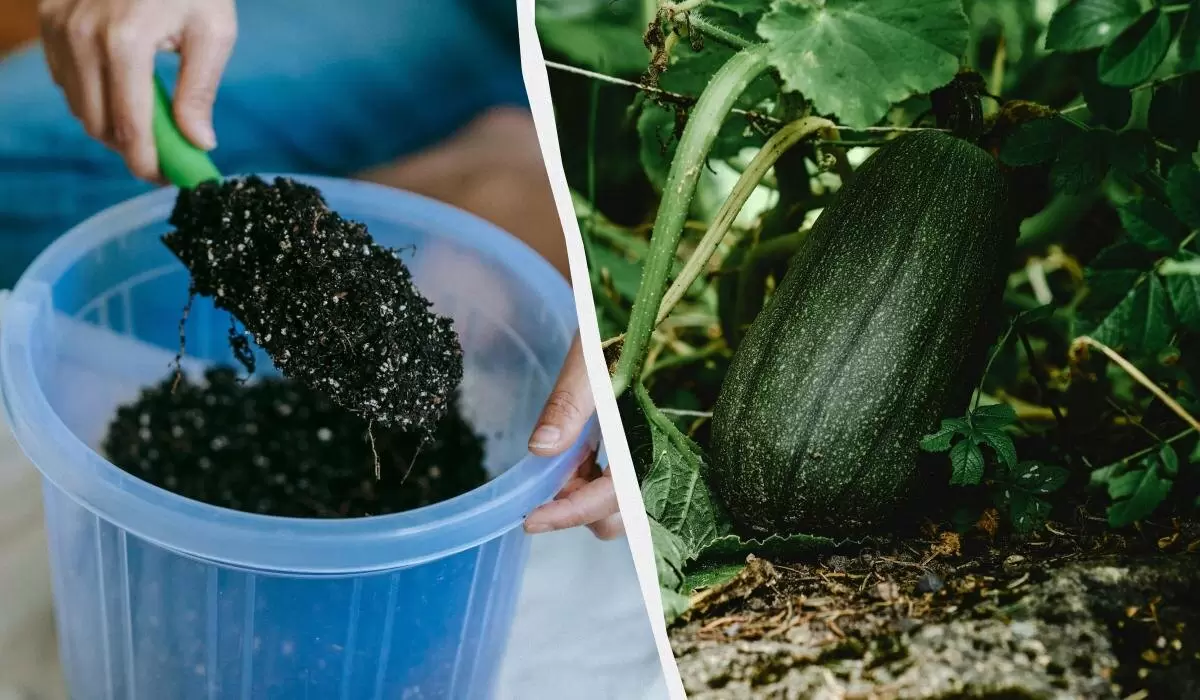 Как подкормить кабачки в июне для щедрого урожая: секреты опытных огородников