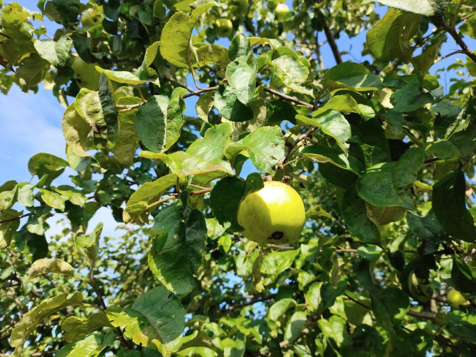 ��� ���������� ����� �� ������� � �����: ���� � �������� ������