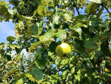Как распознать паршу на яблонях и груше: шаги к спасению урожая