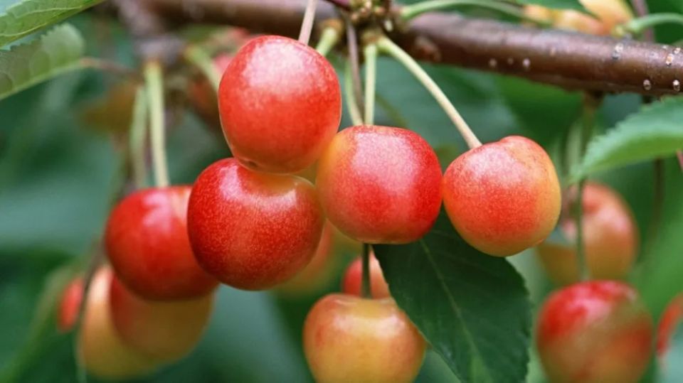 ����� ��� ������� � �����: ������� �������� ���������� � ������