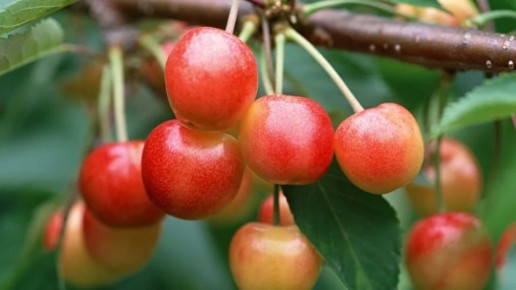 ����� ��� ������� � �����: ������� �������� ���������� � ������