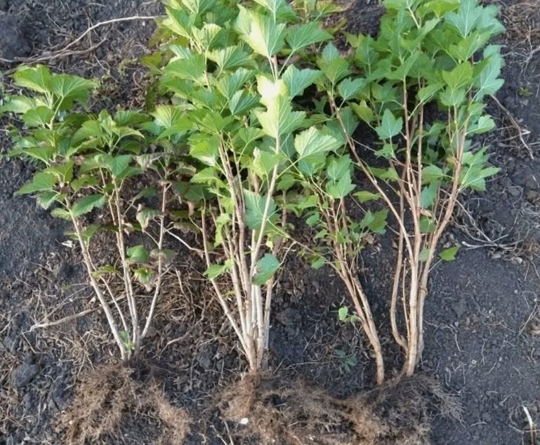 ��� ��������� ������ ���� ������ ���������: ������� �������� �������