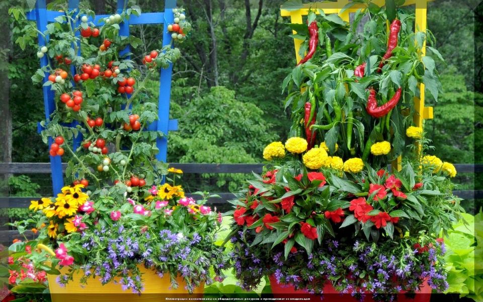 ��� ������� �������� ������ � �������: ������ �������� ��� ������ ����