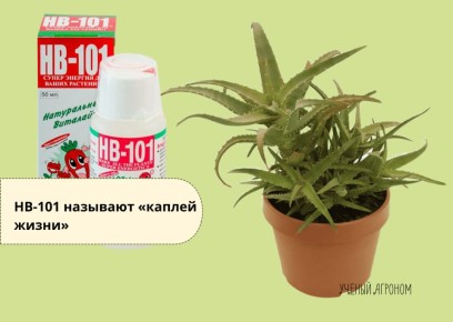 ��� HB-101 �������� ��������� ��������� ��������� � ����� � ������������� ������