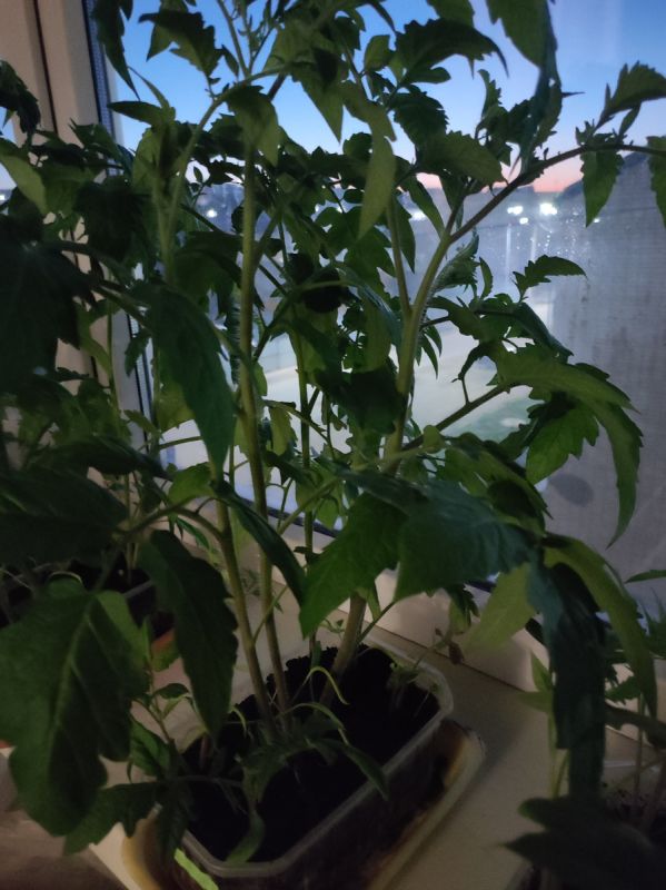 ���� ���������� ��������: ��� �������� ������ ��� ��������� � �������� �����