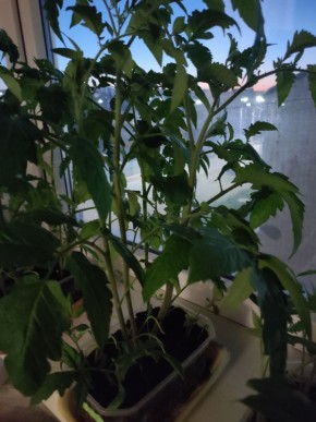 Пора высаживать помидоры: как избежать ошибок при пересадке в открытый грунт