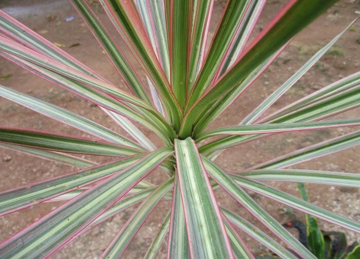 ��������� �������� ��� ������� �������: ����� ������� ��� ������ ����?