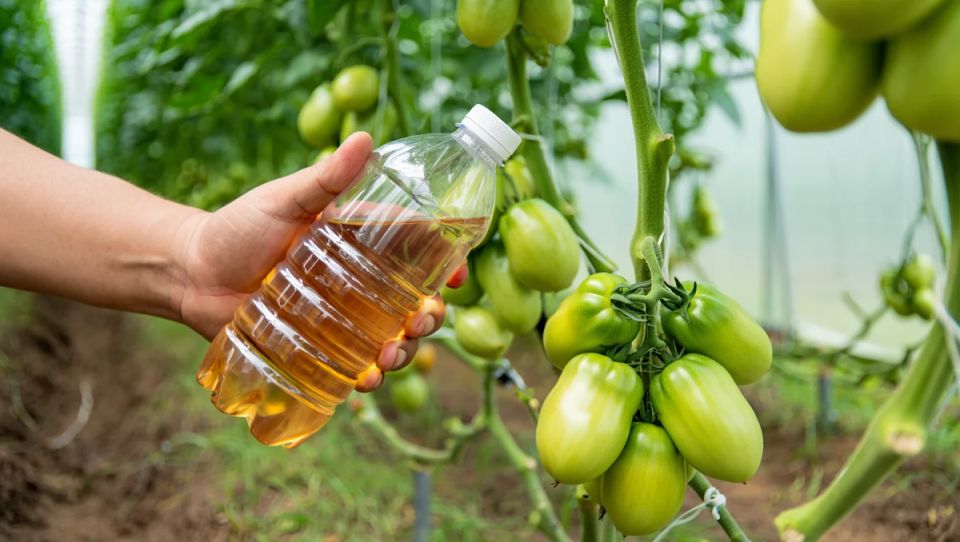 ��� ������� ����� �������� ���������: ������� ���� ��� ��������� ������