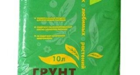Пикировка рассады клубники: секреты и советы для успешного роста