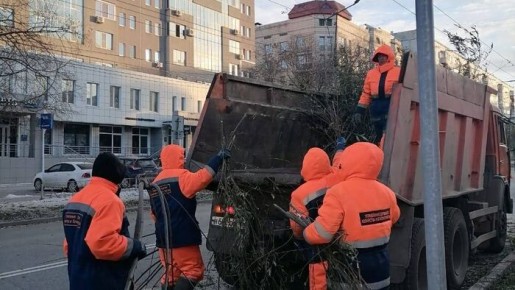 На улице Маяковского стартует обновление зеленых насаждений