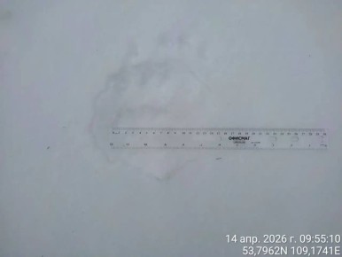 На Байкале из спячки начали выходить бурые медведи