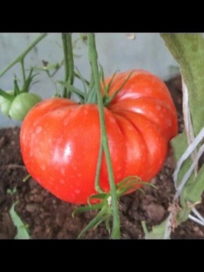 ��� ��������� ������: ������� ��������� ����������� ������ �������� ���