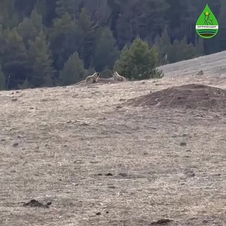 ������ � ������� ����� ������ ������ ���������� ���������