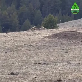 Милота В Бурятии после зимней спячки проснулись тарбаганы