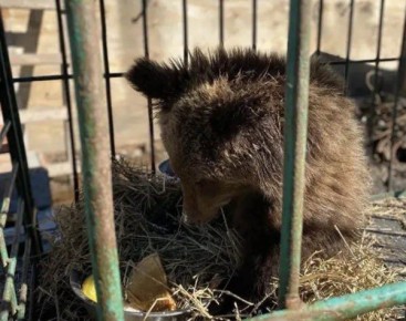 ����������-��������� ������� � ��������� �������