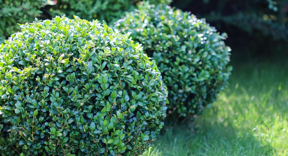 ��� ��������� �� �������� ������: ������ � �������