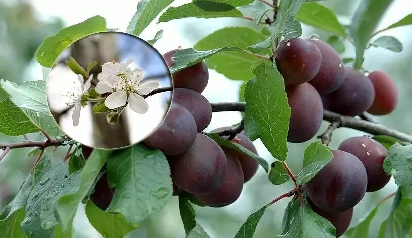 Почему слива не плодоносит и как это исправить