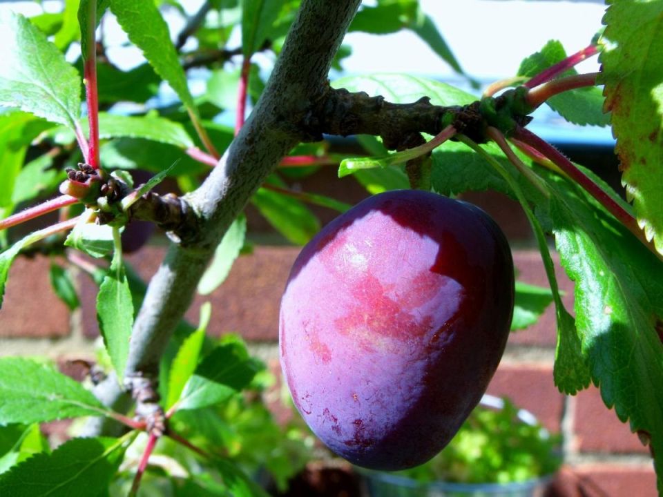 ������ ����� �� ����������? ���������� ������� �������