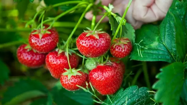 Уход за клубникой после сбора урожая: секреты для богатого урожая в следующем сезоне