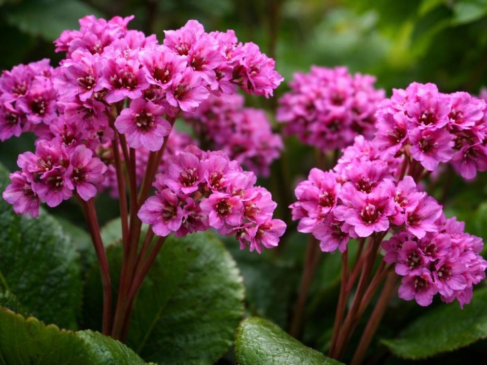 ����������� �������� ��� �������� �������: �������� � �������� �����