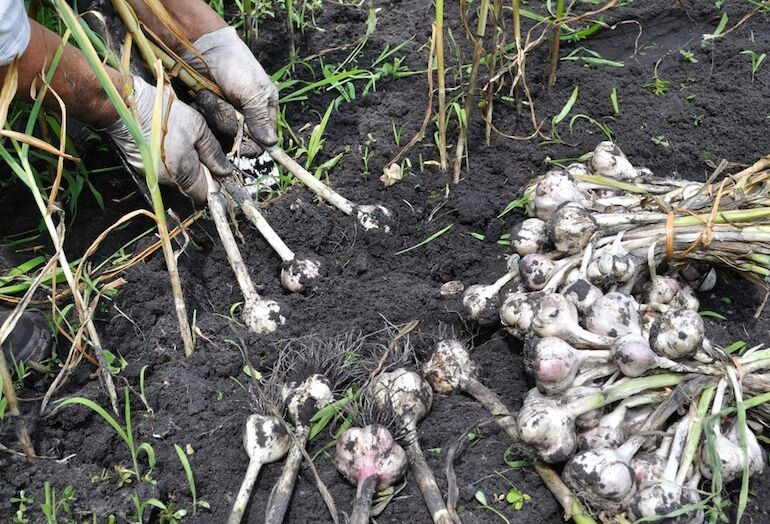 �� �������� ������: 7 �������, ������� �������� �������� ��� ����� ������ ����� �������