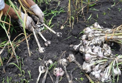 �� �������� ������: 7 �������, ������� �������� �������� ��� ����� ������ ����� �������