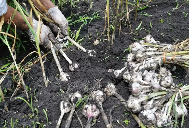 Не упустите момент: 7 культур, которые идеально подойдут для ваших грядок после чеснока