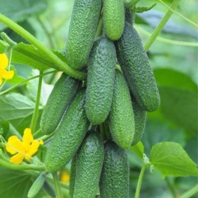 ������ �����: ���������� ������ ��� ��������� ������