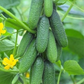 ������ �����: ���������� ������ ��� ��������� ������