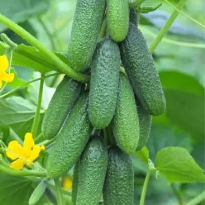 Огурец Кукуй: уникальный гибрид для успешного урожая