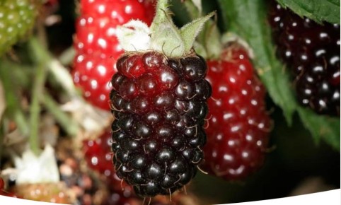 ���������: ������� ��������� ����������� � �����������