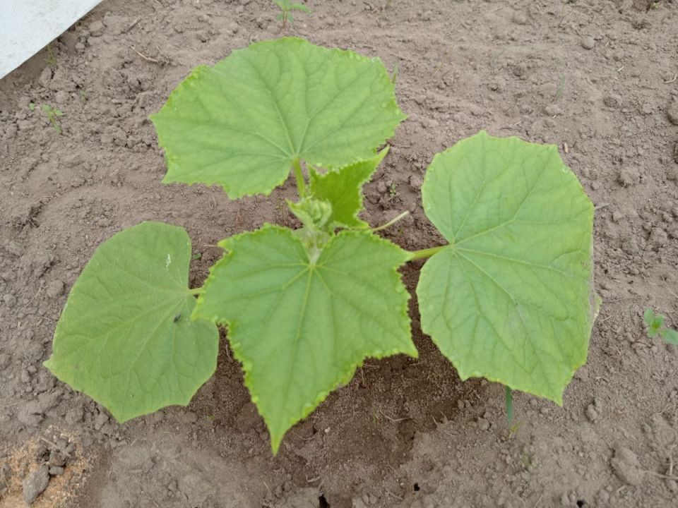 ���� ����������� ������, ������� ������ ������ ������� � ����