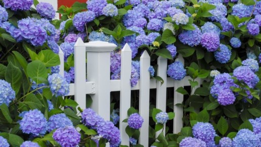 ������� ���� �� �����������: ������� �������� �������