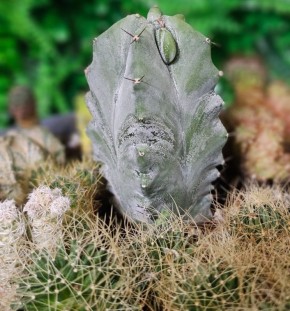 ����� ������� ������ ��� ������ ����: ������������� � ������ ��������