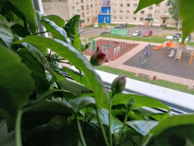 �������� ������: ��� ������ ������ ������������ ��������� ��������