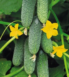 ��� ������� ��������� ������ ������� ���� � ����: ������� � ������