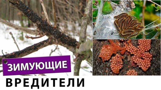 �������� ���������� ����: ��� �������� �������� ����������