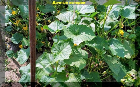 ��� �������� ������������ ������� � ������� ������ �� �������