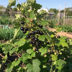 ������-������: ����� �������� ����� �������� ����� �� ����������