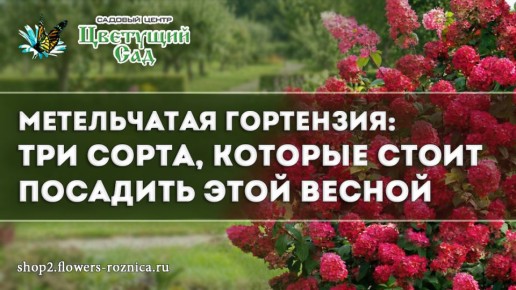 ��������� �����������: ������ ����� ��� ������ ���� ������