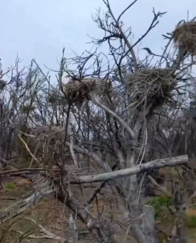 На Байкале разоряют гнезда бакланов На Байкале разоряют гнезда бакланов